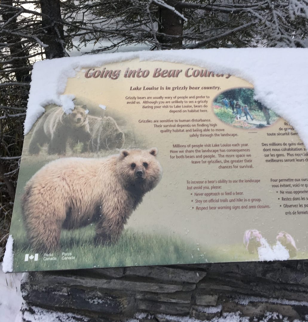 Yes, there are bears around Lake Louise. 