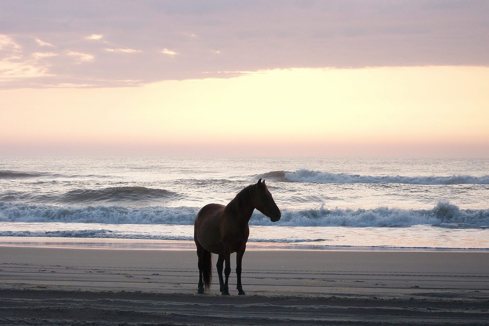 A horse watching the sunrise