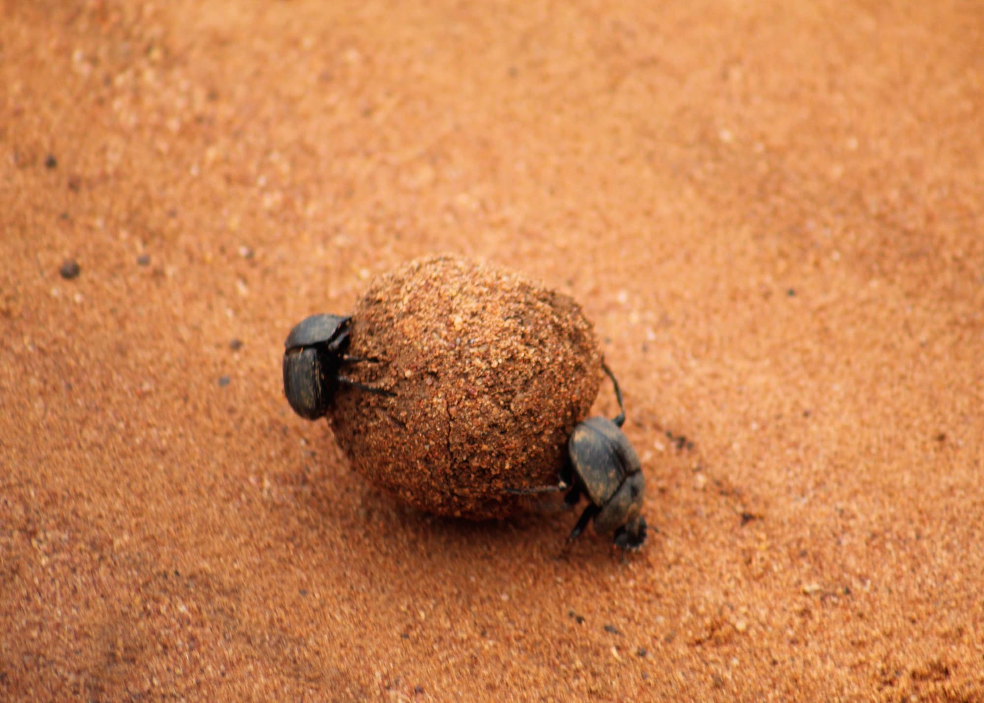 Dung beetles 