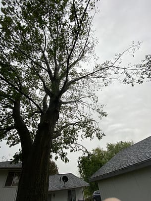 The derecho thinned out one side of my oak tree. 