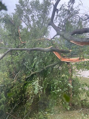 First limb I noticed snapped during the derecho.