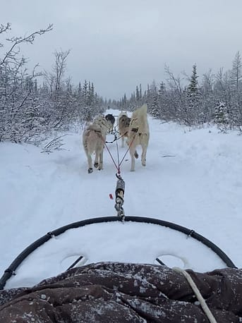 Dog sled ride through a winter wonderland...after the polar bear got scared away. 