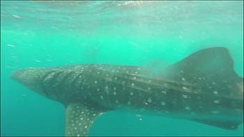 Swimming with whale sharks in Isla Mujeres 