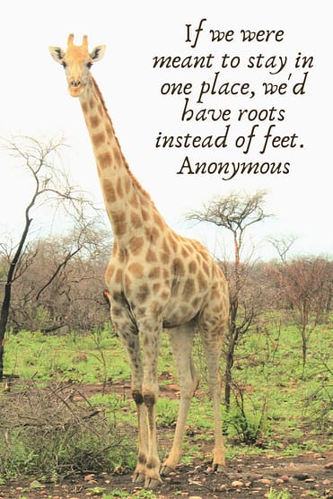 "If we were meant to stay in one place, we'd have roots instead of feet."  Anonymous 