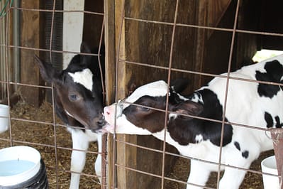 Baby cows at Hansen's Dairy Farm 