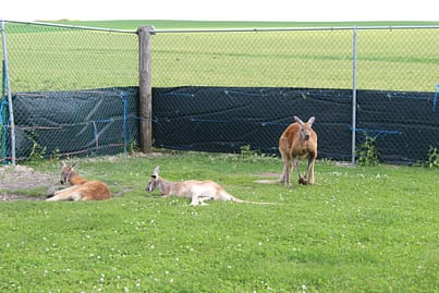 Hansen's Dairy Farm kangaroos 