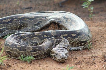 African Rock Python on our game drive in South Africa