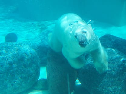 Polar bears at Lincoln Park Zoo in Chicago