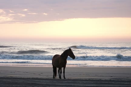 A horse watching the sunrise