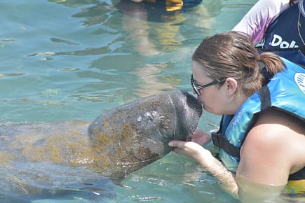 Manatee kisses at Dolphin Discovery in Isla Mujeres. 