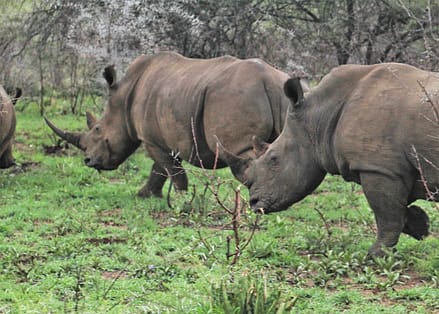 Rhinos on our game drives in South Africa 