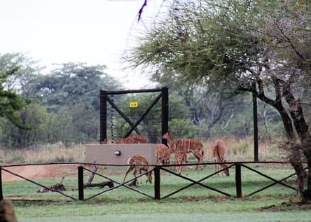 Fencing around Mongena Game Lodge provides safety for guests.  