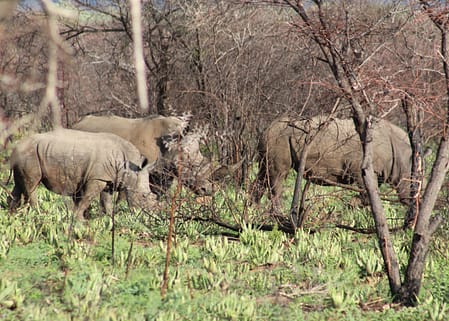 Rhinos on our game drive in South Africa 