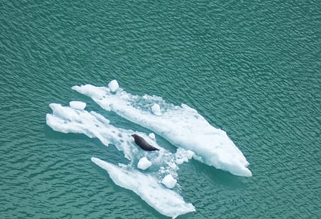 Seal on an iceberg in Alaska