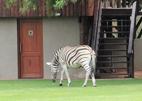 Zebras in the lodge where we stayed at in South Africa for our game drives. 
