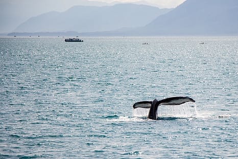 Whale tale on an Alaska excursion