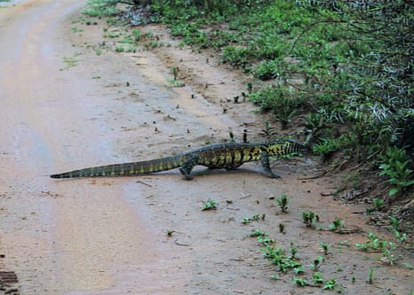 Water monitor lizard on our game drives in South Africa 