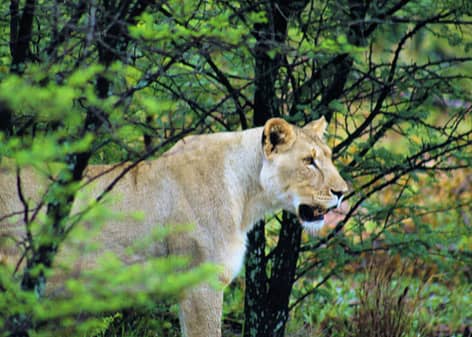 Lion on our game drives in South Africa 