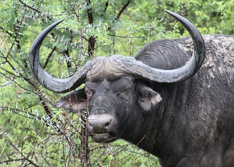 Cape Buffalo on our game drives in South Africa 