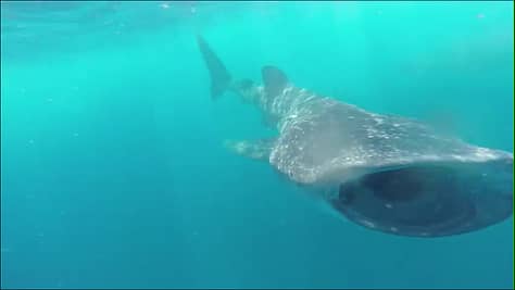 Swimming with the whale sharks! 
