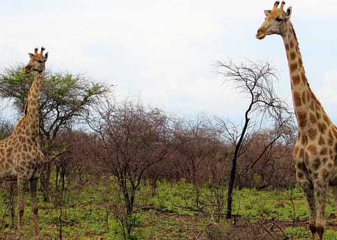 Giraffes in Dinokeng 