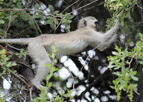 Monkeys in the tree in Mongena 