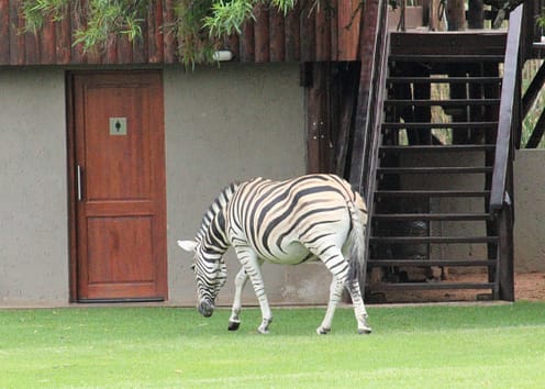 Zebras at Mongena 