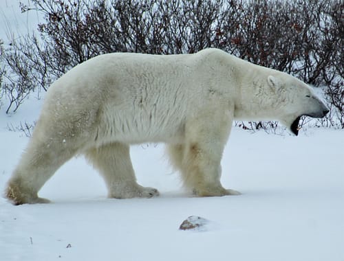 Polar Bear Capital of the World
