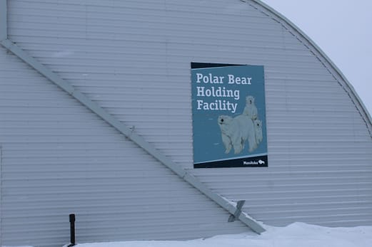 Polar Bear jail 