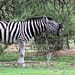 Zebra at Mongena Lodge