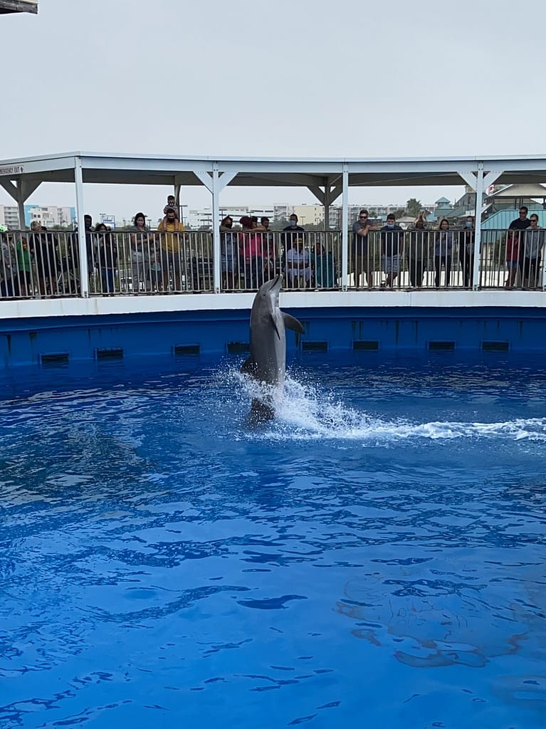 Dolphins at Gulfarium