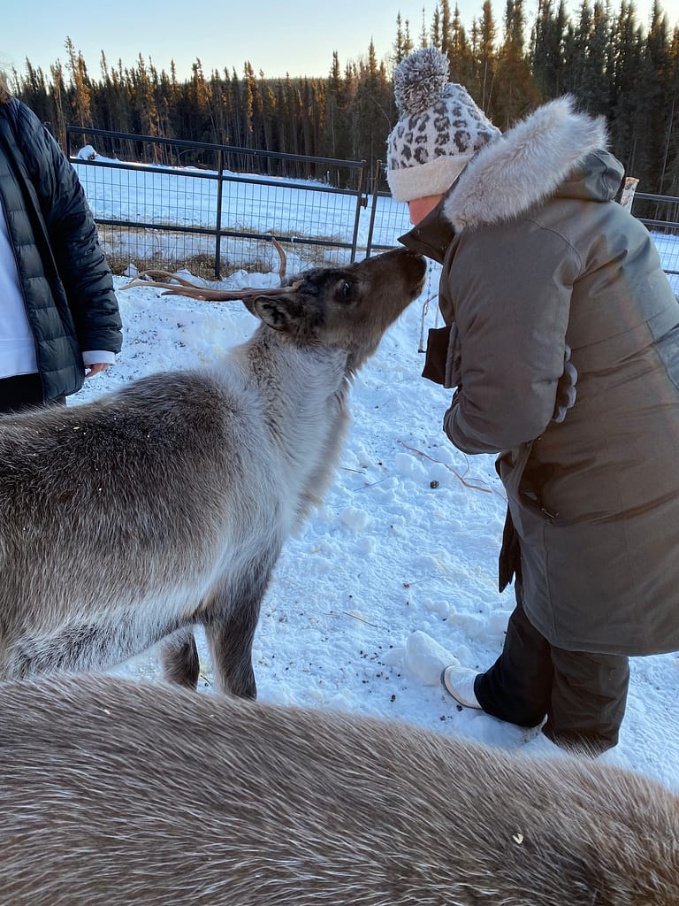 Kissing a reindeer 