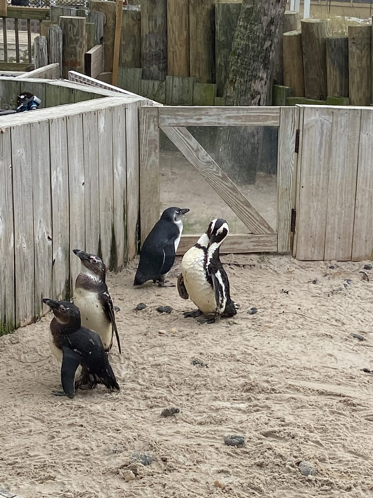 Penguins at Gulfarium