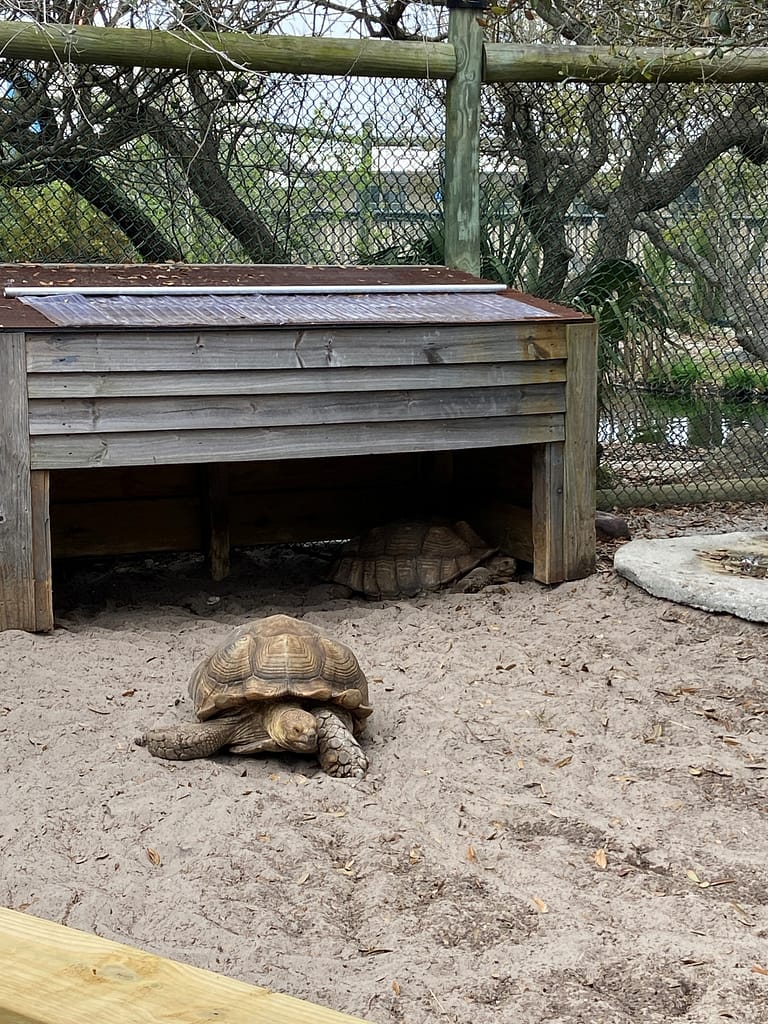 Turtle at Gulfarium